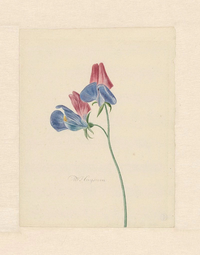 Fiore